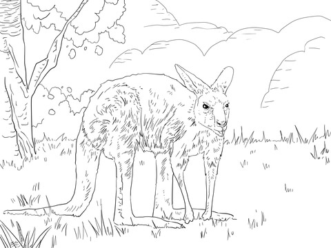 Eastern Grey Kangaroo Coloring Page